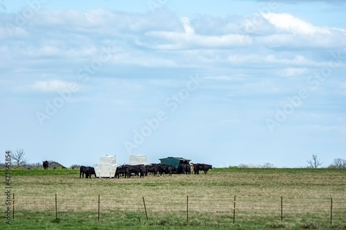 Fotografie Flush feeding herd to improve fertility