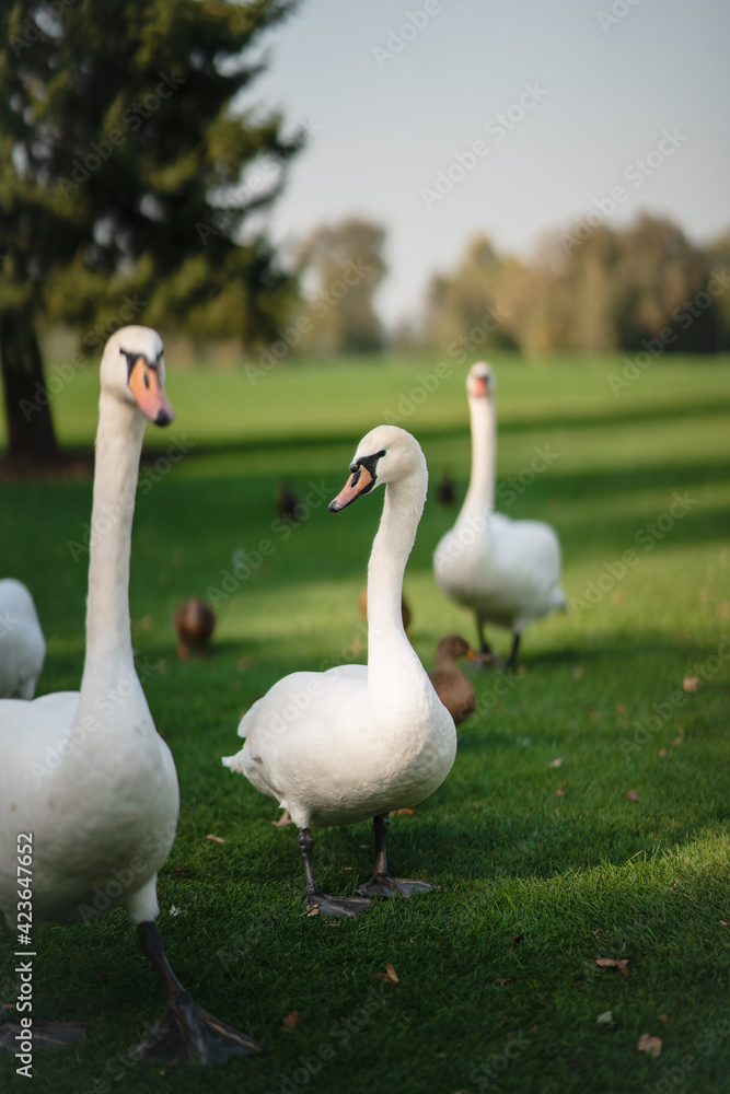 White swans resting on the green grass in the park. White swans resting on the green grass in the park.