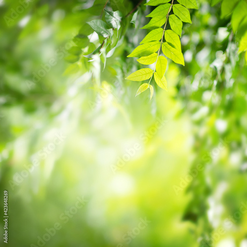 Background nature, Close up green leaf on blurred greenery in forest with copy space.