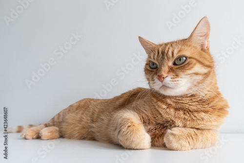 Cute ginger cat lying peacefully on white table background. Adorable home pet stock photography. At the vet