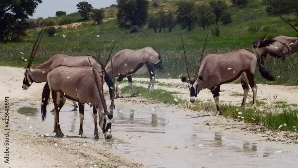 Beautiful wide shot showing a herd of Oryx antelopes drinking in slow motion from a puddle while surrounded by butterflies, Kalahari desert. Beautiful wide shot showing a herd of Oryx antelopes drinking in slow motion from a puddle while surrounded by butterflies, Kalahari desert.