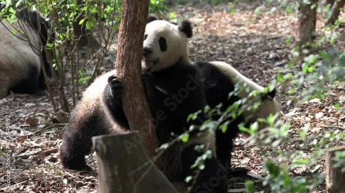 Couple cute lovely Giant pandas playing and fighting together. One leans and dances near tree another walks and attacks and they roll together on the ground. Unique animals endangered wildlife.