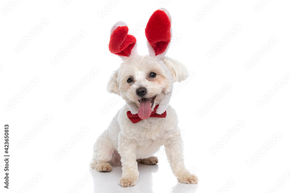 Obraz premium cute little bichon dog sticking out tongue