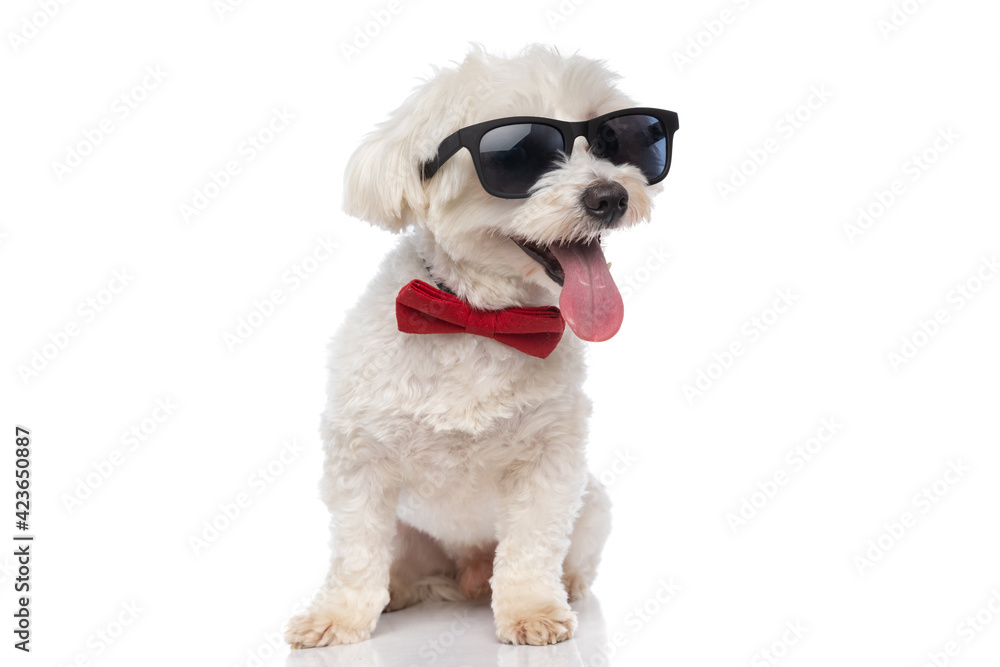 cute cool bichon dog looking away, wearing sunglasses cute cool bichon dog looking away, wearing sunglasses