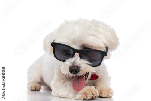 little cool bichon dog sticking out tongue © Viorel Sima