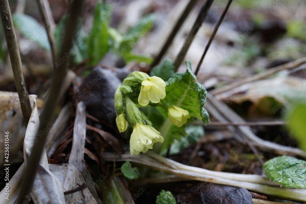 セイタカセイヨウサクラソウ プリムラ プリムラ エラティオール エラティオール 春の庭 ガーデニング 植物 Stock Photo Adobe Stock