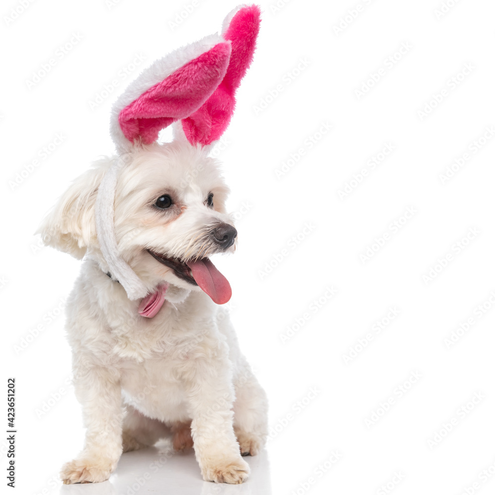 Obraz premium beautiful bichon dog wearing pink bunny ears and bowtie