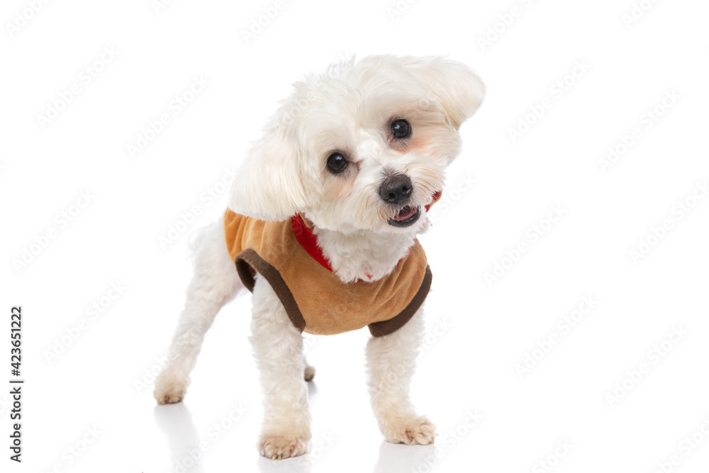 Obraz premium sweet bichon dog standing on white background