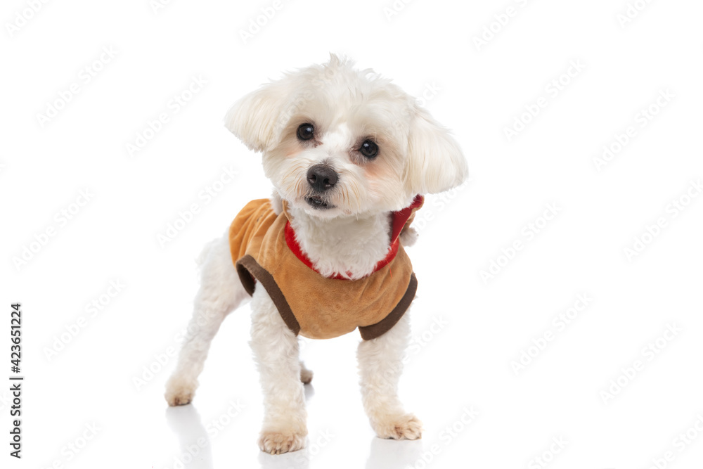 Obraz premium little bichon dog wearing a brown cloth