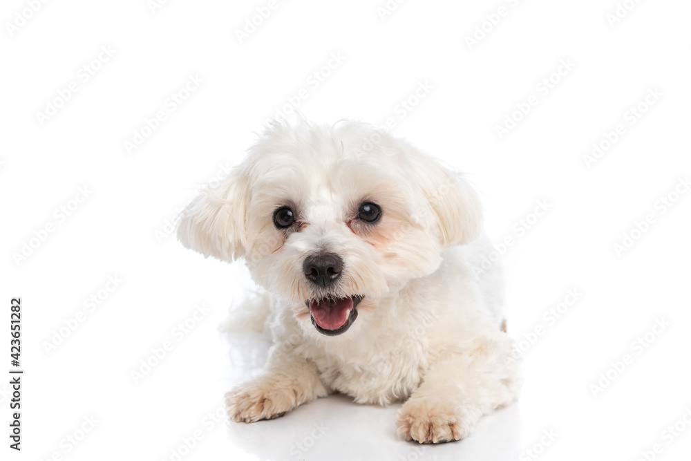 beautiful bichon dog laying down and sticking out tongue beautiful bichon dog laying down and sticking out tongue