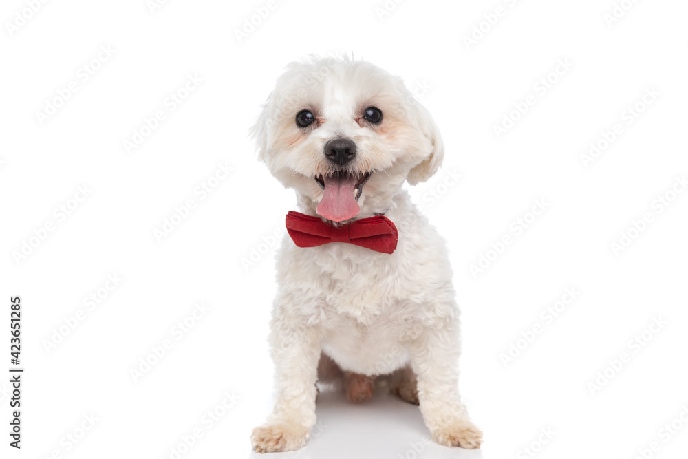 Obraz premium small cute bichon dog sticking out his tongue