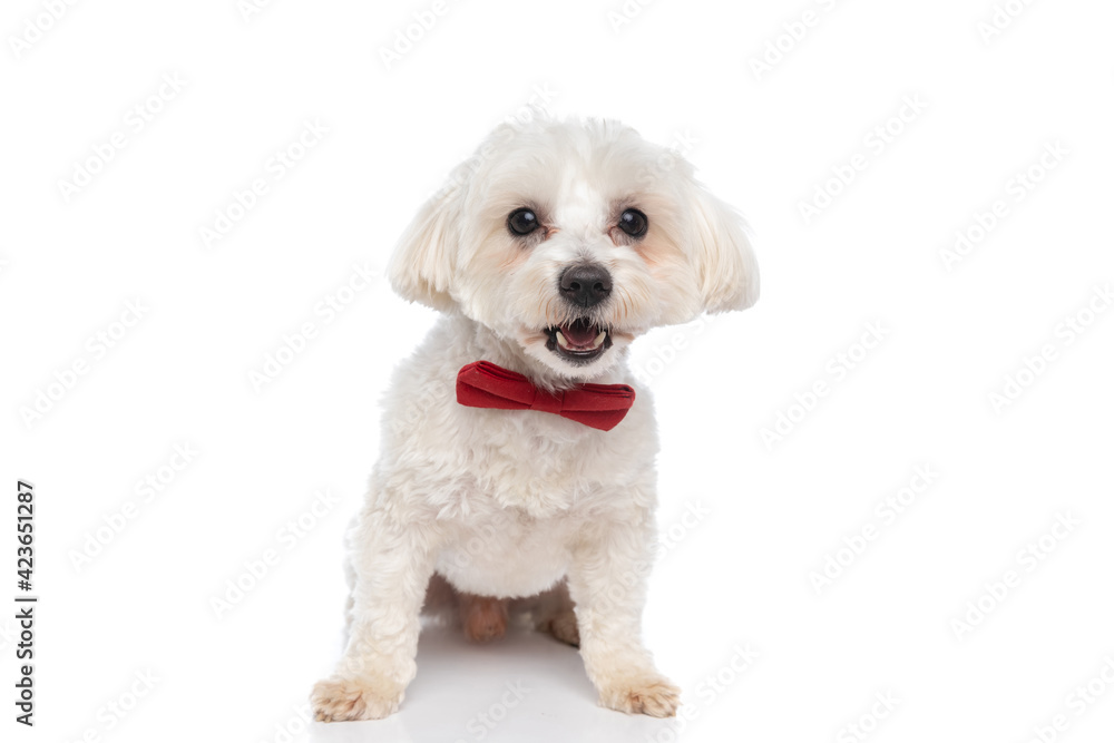 adorable seated bichon dog sticking out tongue adorable seated bichon dog sticking out tongue