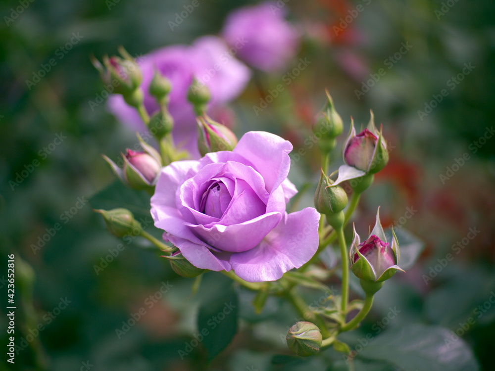 Photography Poster 紫色の薔薇 | Wall Art | Europosters