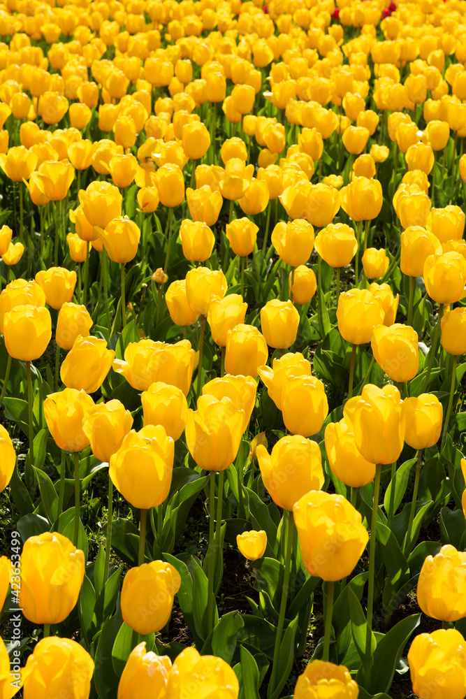 Obraz premium Beautiful spring yelllow tulips flowers background