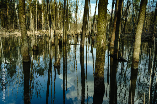 Fototapeta Naklejka Na Ścianę i Meble -  Zatopione drzewa