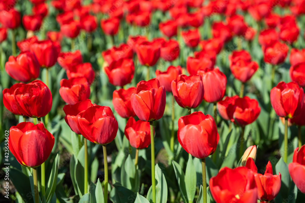 Beautiful spring red tulips flowers background