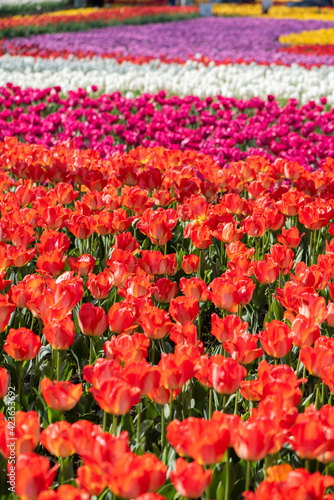 Colorful tulips bloom in the flower garden.Spring flowers Tulips.