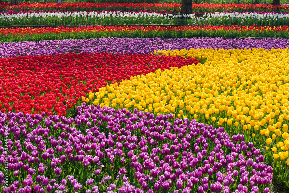 Colorful tulips bloom in the flower garden.Spring flowers Tulips.