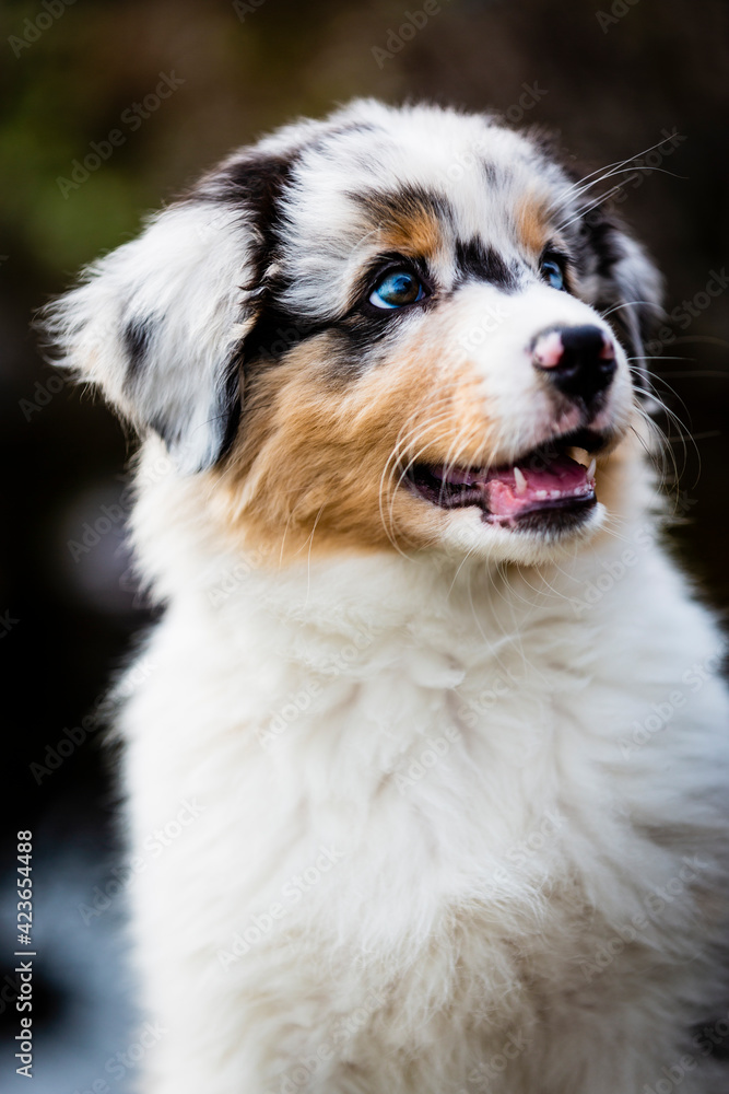Australian shepherd puppy dog portrait