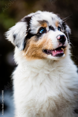 Australian shepherd puppy dog portrait © Gorilla