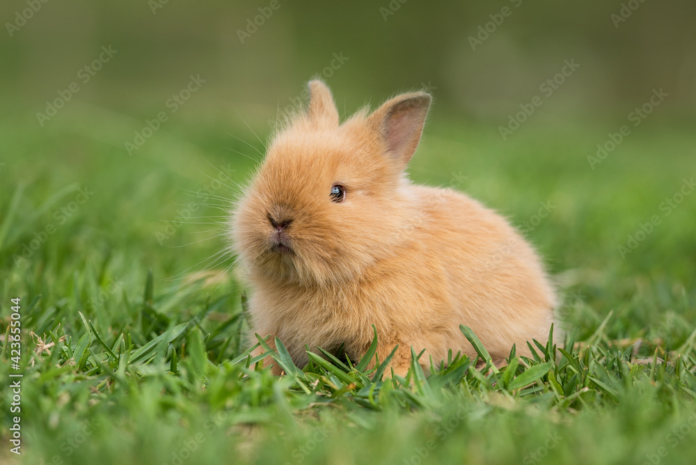 Little rabbit sitting in the grass in summer Little rabbit sitting in the grass in summer
