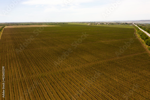 Vineyards in the afternoon in spring aerial view. Farmland. Winemaking. Cultivation of different grape varieties in Ukraine  near Odessa