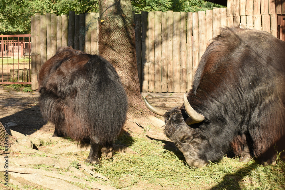 Fototapeta premium An adult couple of musk oxen are looking for food on the ground.