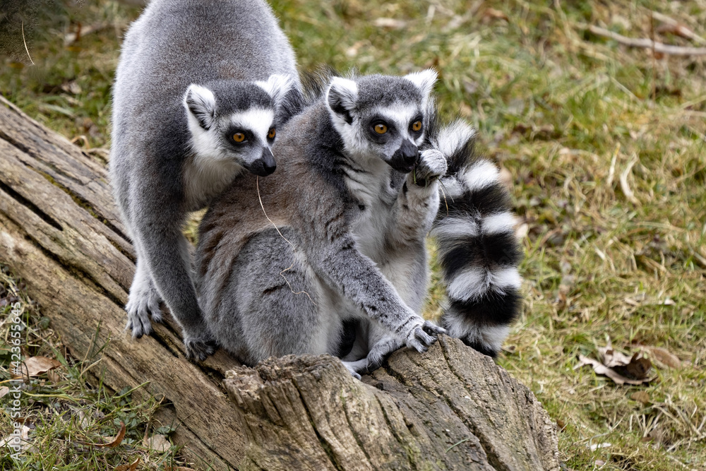 Fototapeta premium Two female Ring-tailed Lemurs, Lemur catta, sitting on a large trunk