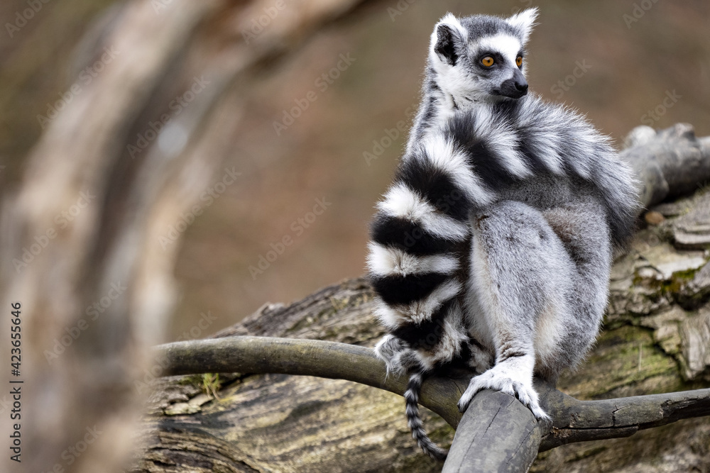 Fototapeta premium Female Ring-tailed Lemur, Lemur catta, with a small cub peeking out of its tail