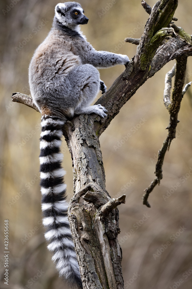 Fototapeta premium Female Ring-tailed Lemur, Lemur catta, climbing a tall branch