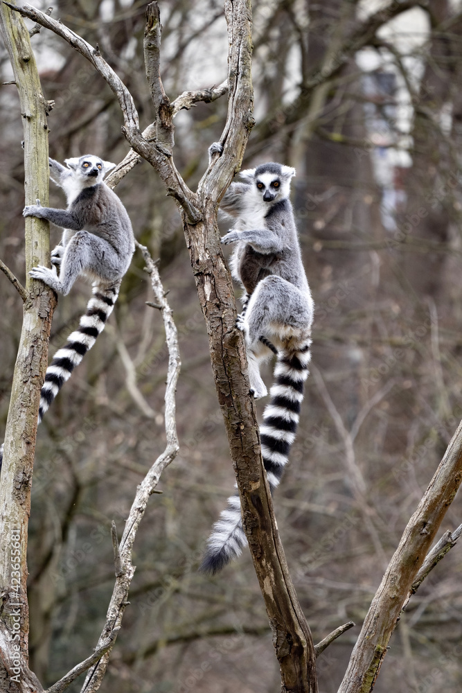 Fototapeta premium Female Ring-tailed Lemur, Lemur catta, climbing a tall branch
