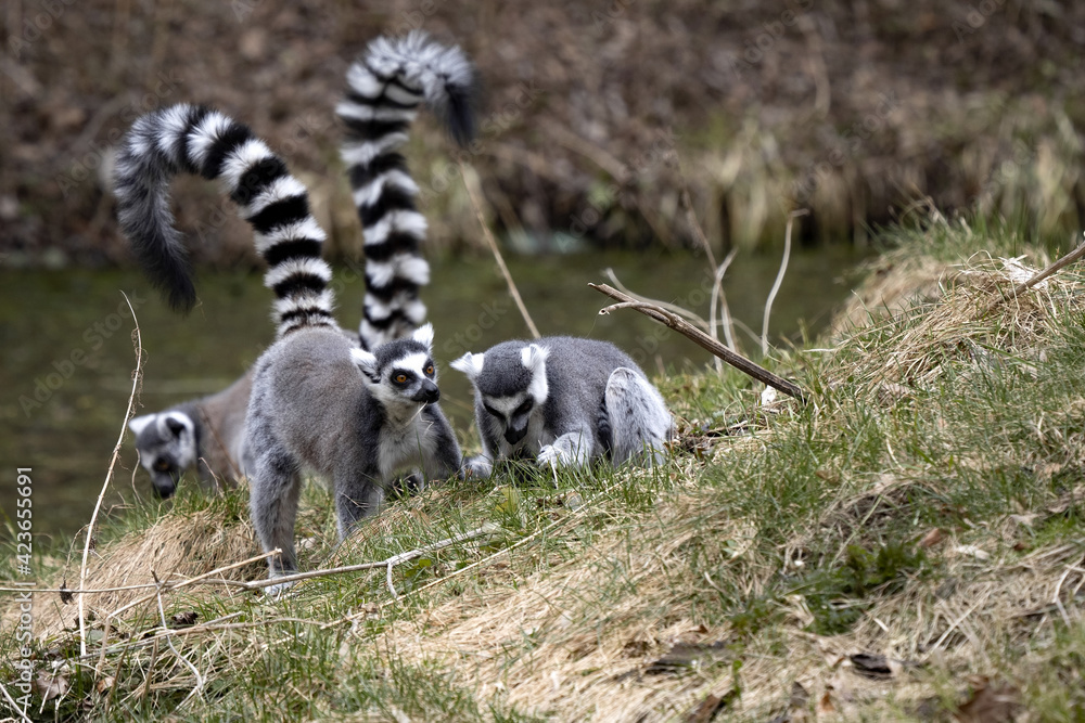 Fototapeta premium Three female Ring-tailed Lemurs, Lemur catta, feed on grass