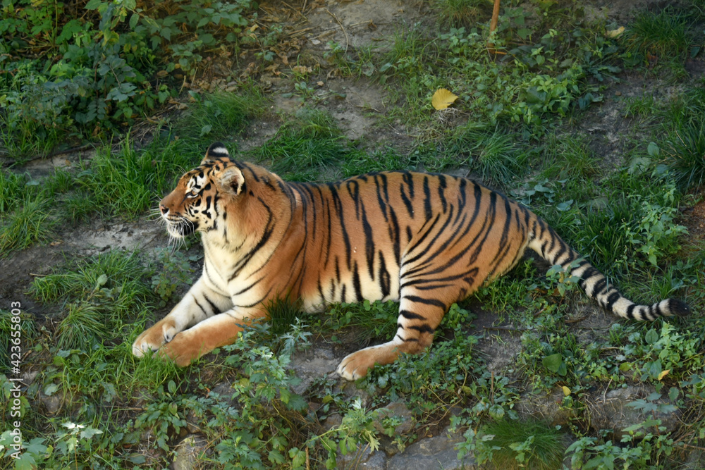 The African tiger lies on the green grass. High quality photo The African tiger lies on the green grass. High quality photo