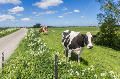 Black and white Holstein cow at a bicycle path near Groningen, Netherlands