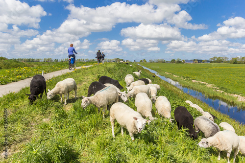 Quadro em tela Sheep and cyclists on the dike near Groningen, Netherlands