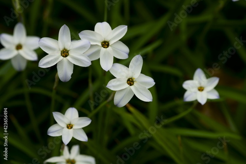 白い花 © VictoryCAT