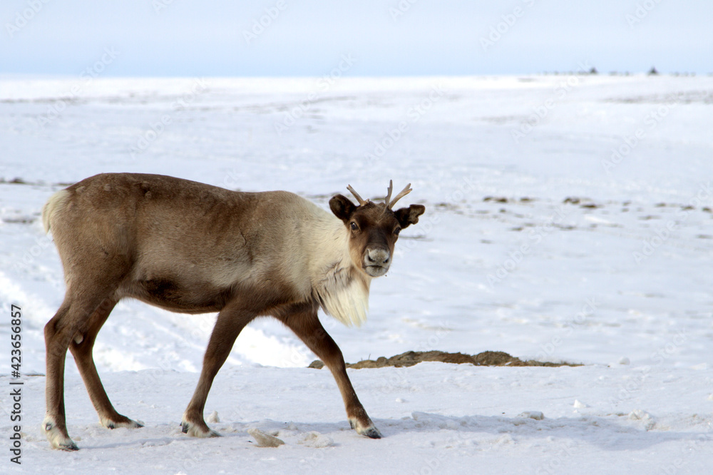 Yamal Peninsula. Yamal Peninsula.