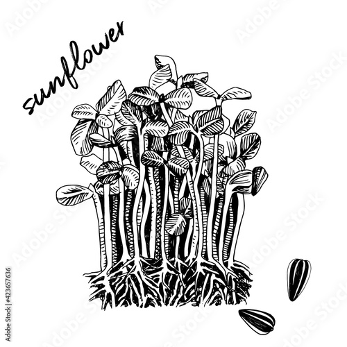 Hand drawn sunflower microgreens. Healthy food
