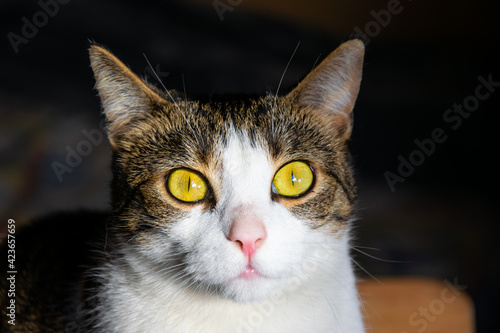 Zdjęcie kotki zrobione w domu przy świetle dziennym
