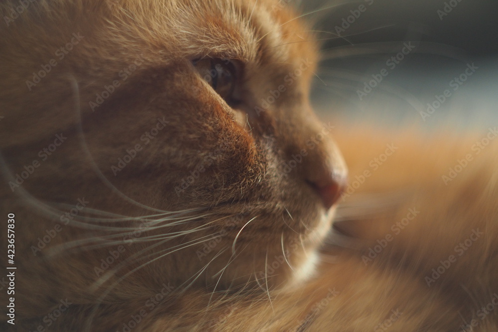 Portret rudego kota, uważny pogląd, makro zbliżenie - obrazy, fototapety, plakaty 