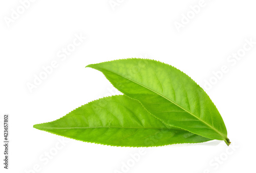 Green tea leaf isolated on white background.