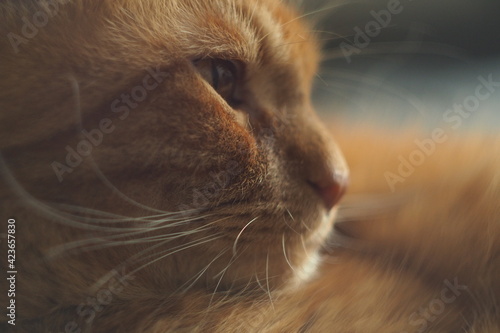 Portret rudego kota, uważny pogląd, makro zbliżenie