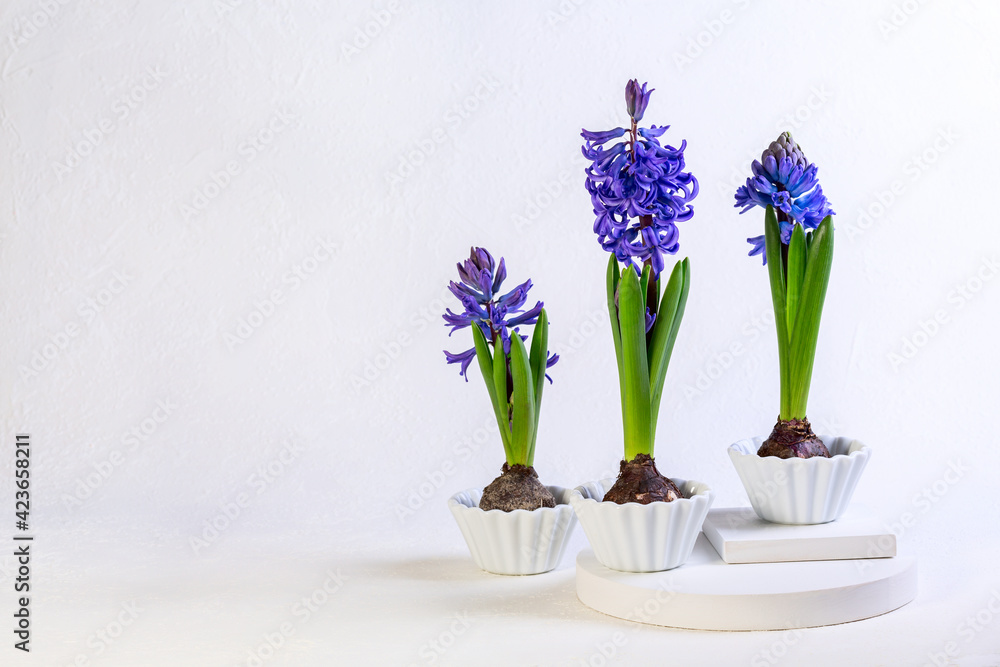 Blue hyacinths in white ceramic bowls. - obrazy, fototapety, plakaty 