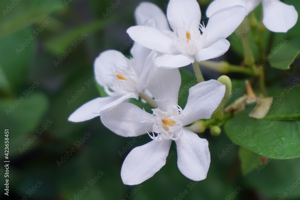 Close-up of white gardenia flowers blooming. Close-up of white gardenia flowers blooming.