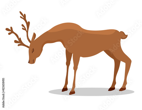 Deer isolated on white background