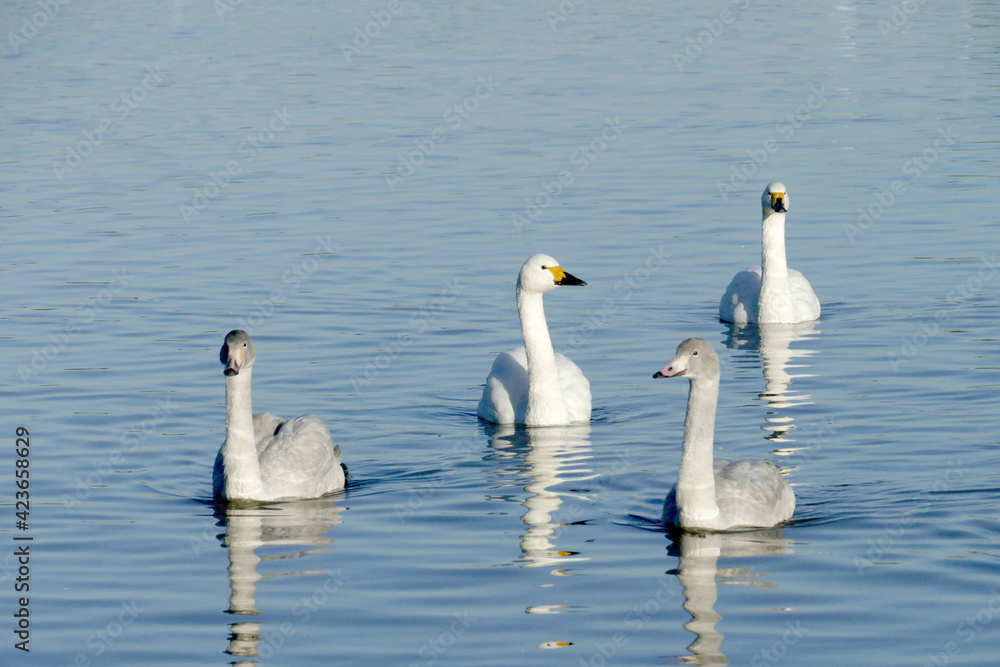 A family of Bewick Swans from the Russian Arctic over wintering at the Wildfowl and Wetlands Trust Reserve at Slimbridge on the banks of the Severn. A family of Bewick Swans from the Russian Arctic over wintering at the Wildfowl and Wetlands Trust Reserve at Slimbridge on the banks of the Severn.