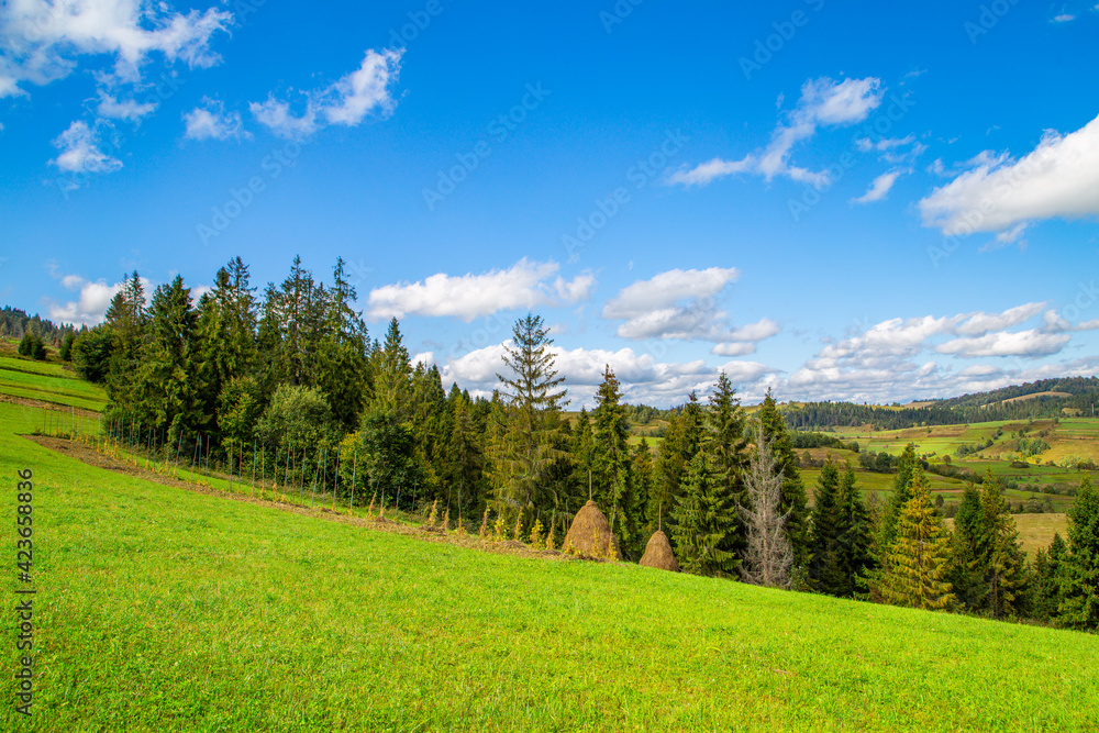 meadow covered with grass on a background of coniferous trees and mountains. Beautiful mountain landscape. Countryside. meadow covered with grass on a background of coniferous trees and mountains. Beautiful mountain landscape. Countryside.