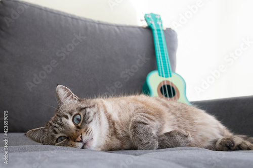 Thai Siamese breed domestic cat with blue eyes sleeping lying on sofa green ukulele music background resting lazy on a cozy couch in room in a house study lessons at home place for text copy paste