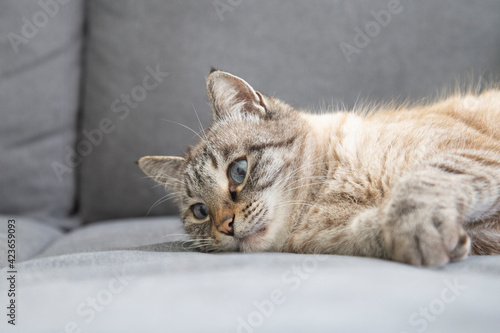 Face of Thai Siamese breed white domestic cat with blue eyes sleeping lying on grey sofa background resting lazy on a cozy couch in living room in a house closeup portrait place for text copy paste © Valeriia
