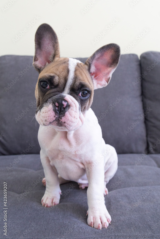 Brown and white funny cute French bulldog with big ears and brown eyes lying sitting on the clean grey sofa, looking in the camera. Beautiful home animal breed, raising dogs. Сopy paste place for text
